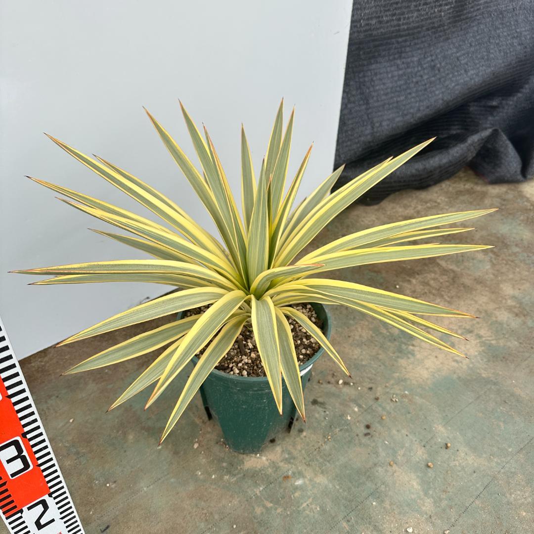 ユッカ　グロリオサ　ブライトスター【21-405】