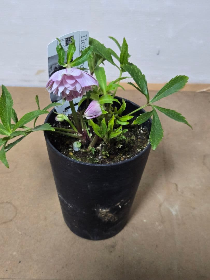 ☆広瀬園芸☆クリスマスローズ☆4.5号鉢☆