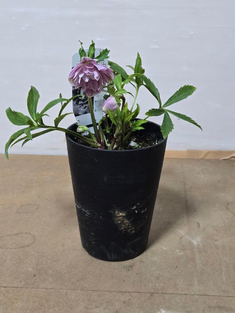 ☆広瀬園芸☆クリスマスローズ☆4.5号鉢☆