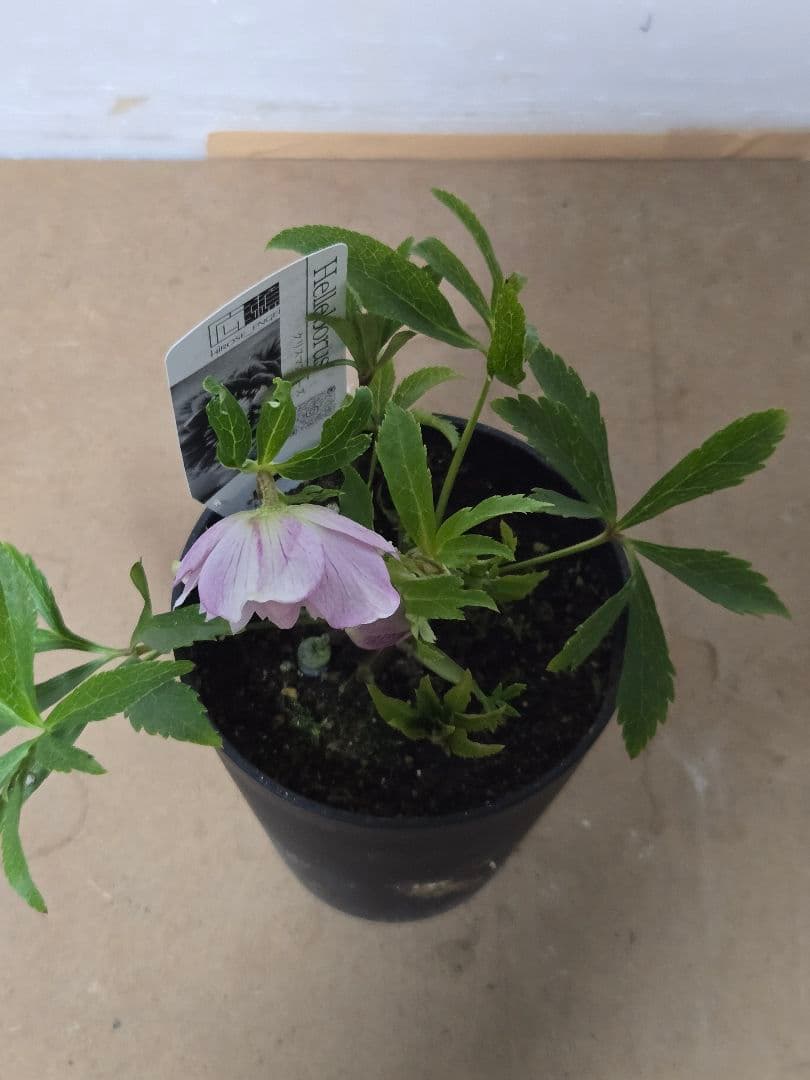 ☆広瀬園芸☆クリスマスローズ☆4.5号鉢☆