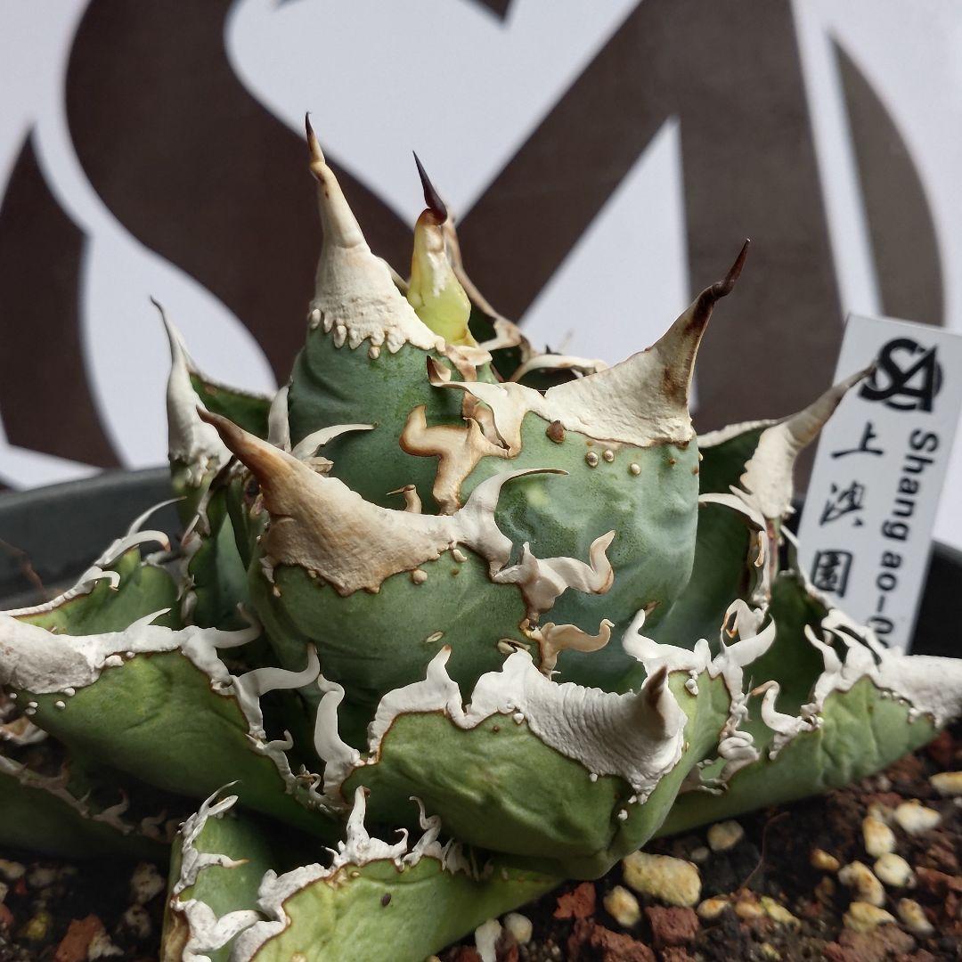 613【上澳園芸】 アガベ チタノタ shangao-007 風魔 - メルカリ