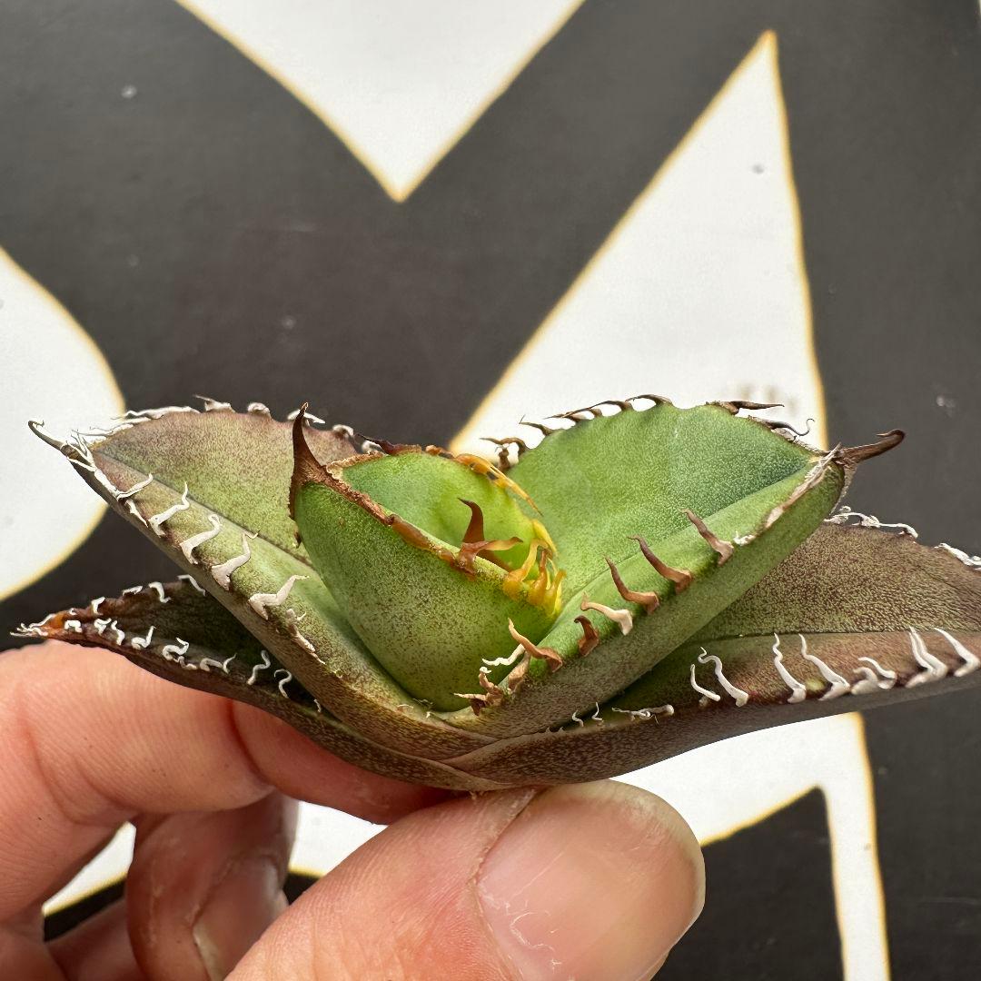 613【上澳園芸】 アガベ チタノタ shangao-007 風魔 - メルカリ