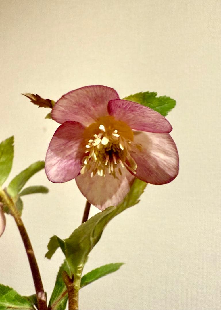 クリスマスローズ いろは×フジタ交配 大木ナーサリー - メルカリ