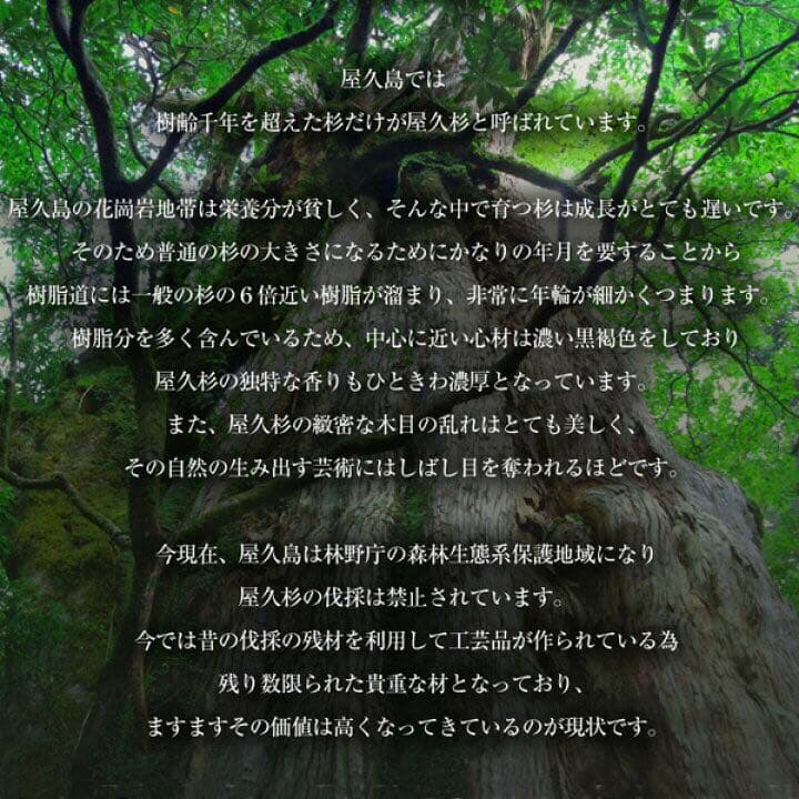鈴木 屋久杉 置物 照明 インテリア レア オブジェ 一点物