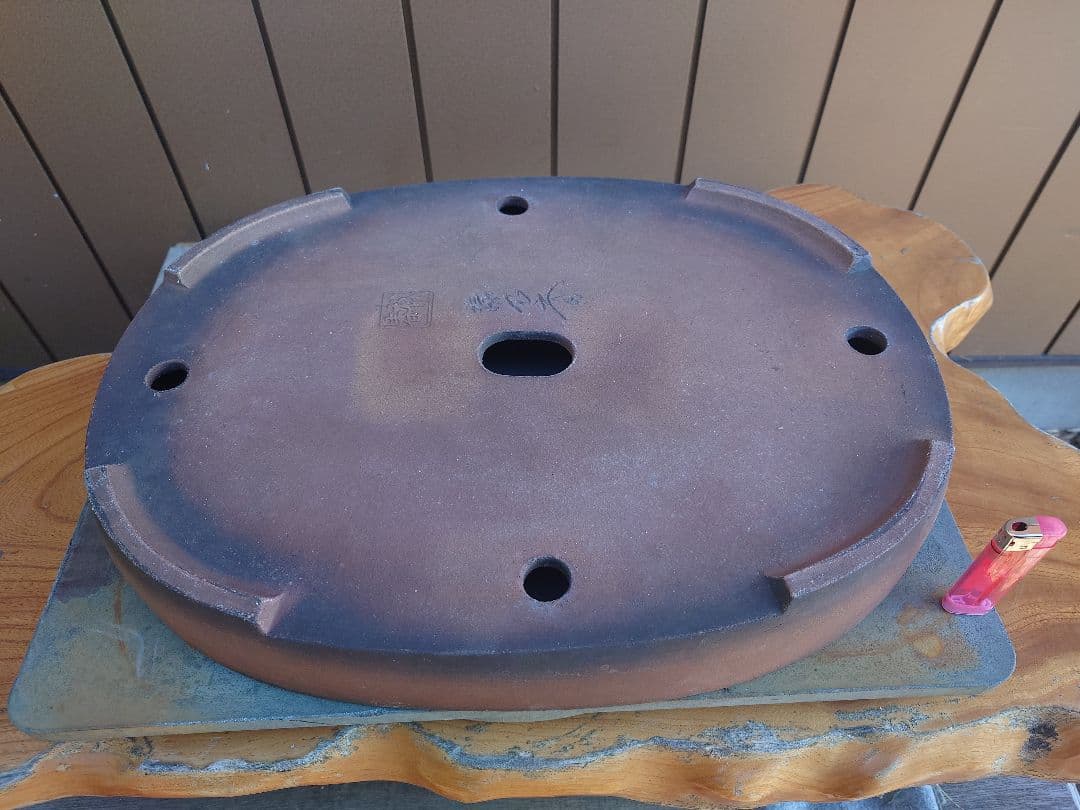 盆栽　鉢　緑巳斉春松　幅47.5cm