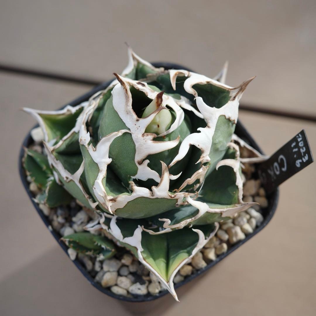 未根済 子株① アガベ COK コック cok-cg01 追星 検）大白鯊 悪魔