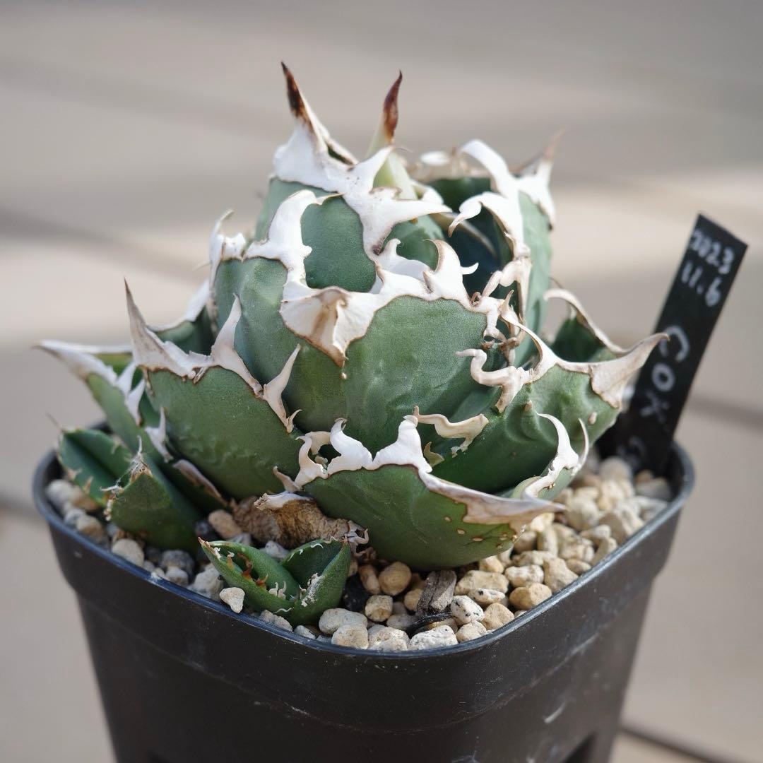 未根済 子株① アガベ COK コック cok-cg01 追星 検）大白鯊 悪魔