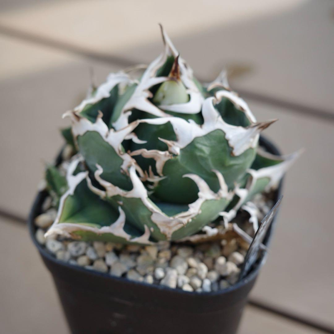 未根済 子株① アガベ COK コック cok-cg01 追星 検）大白鯊 悪魔