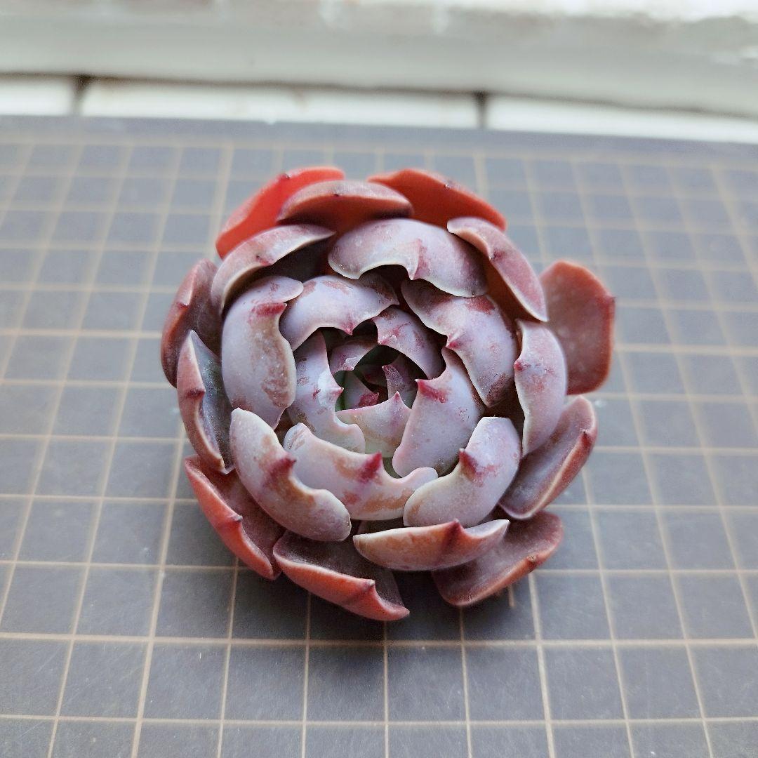 ラブイット◎多肉植物 カット苗 輸入苗 エケベリア等 - メルカリ