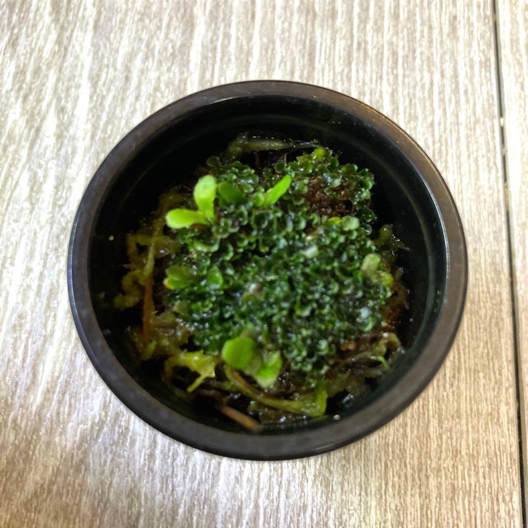 ビカクシダ P.Willinckii OMG 前葉体 胞子体 B - メルカリ