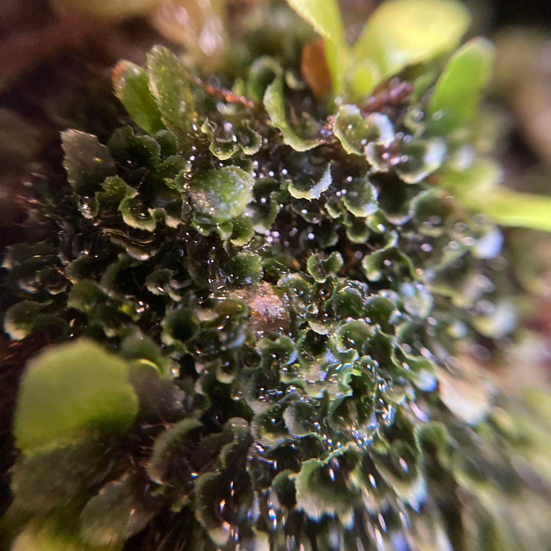ビカクシダ P.Willinckii OMG 前葉体 胞子体 B - メルカリ