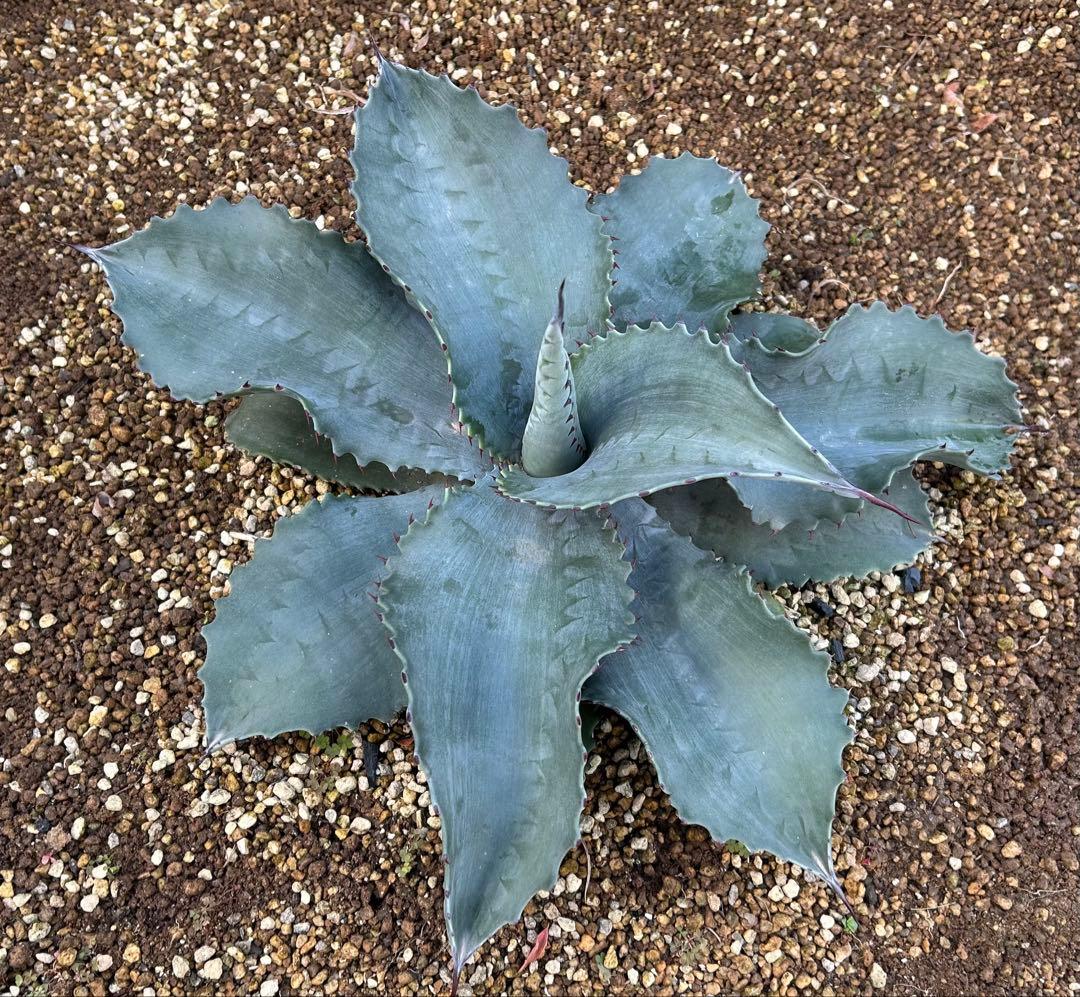 厳選株 アガベ ミスターリップル - メルカリ