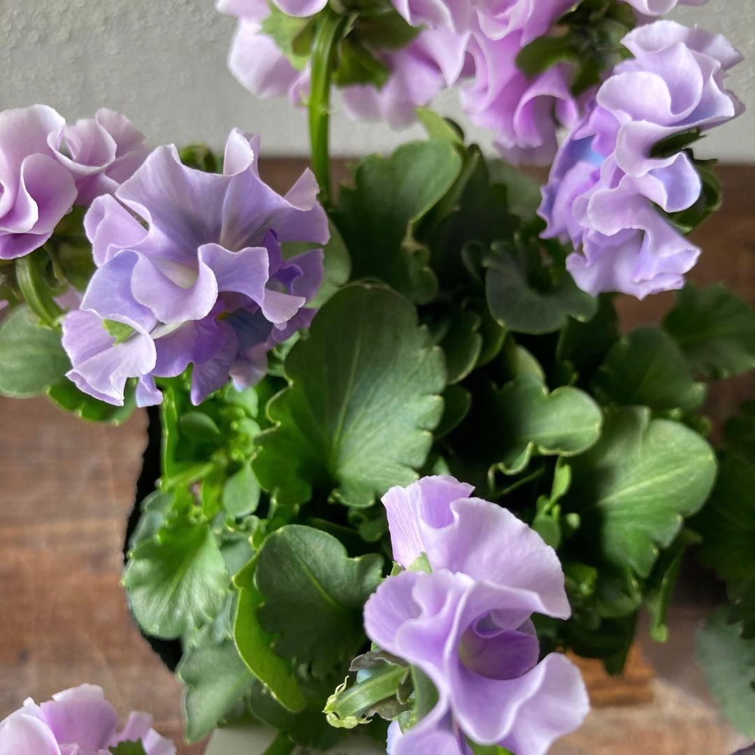 プティフール ペルル ビオラ 青 ハルグリン petit four 花 苗 - メルカリ