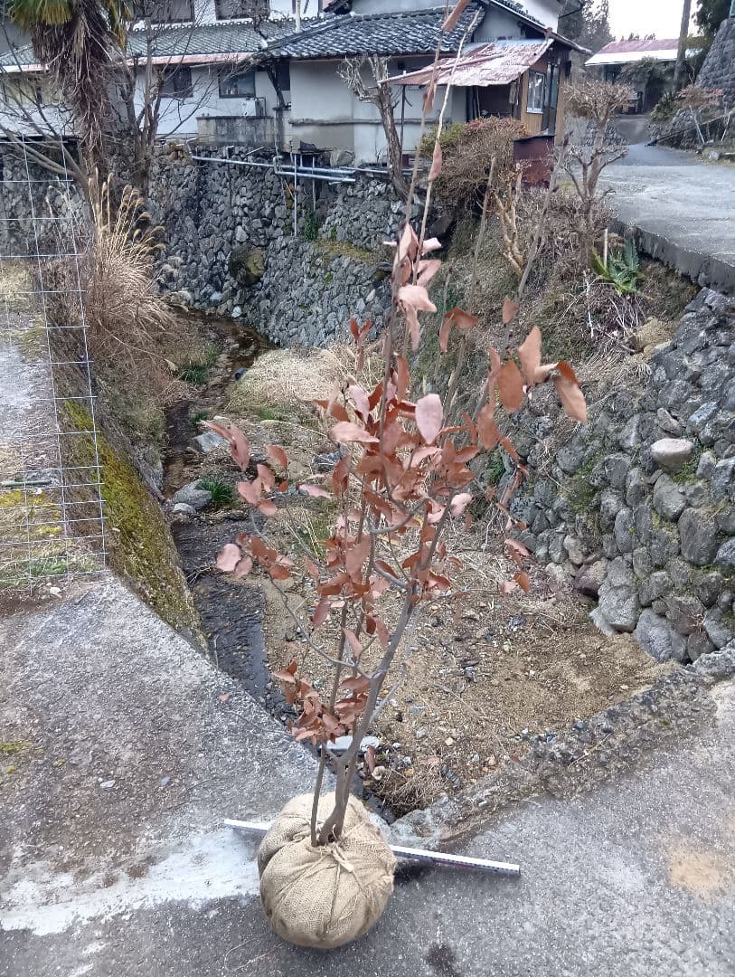 ヤマコウバシ（高さ約2.0.株立特大サイズ）