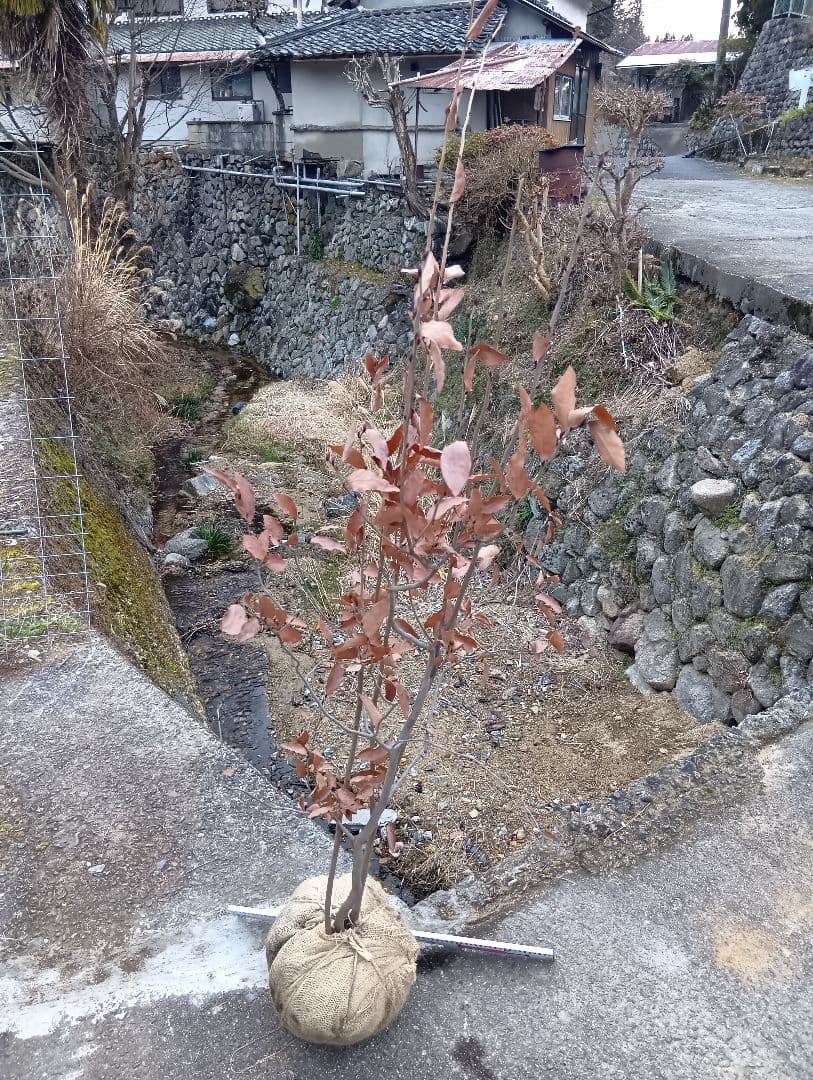 ヤマコウバシ（高さ約2.0.株立特大サイズ）