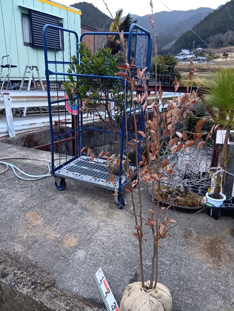 ヤマコウバシ（高さ約2.0.株立特大サイズ）