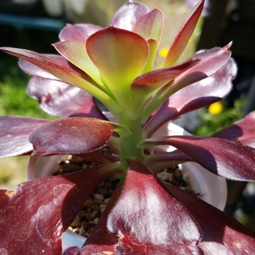 アエオニウム【ビッグバンプラス】斑入り♡根付き♡抜き苗♡多肉植物