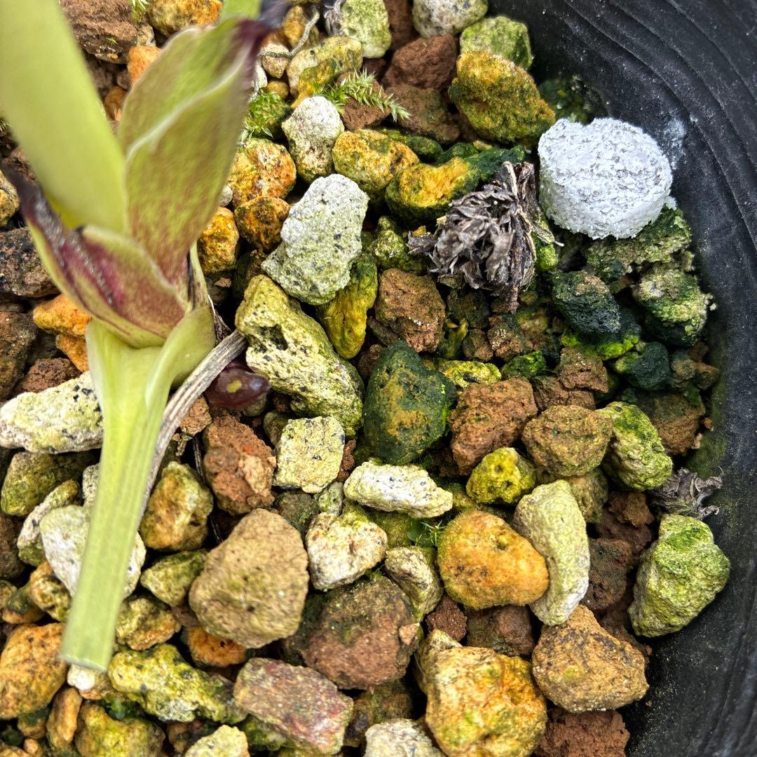 クリスマスローズ ブラックフラッシュカップ咲き 珍しい？ 4.5寸