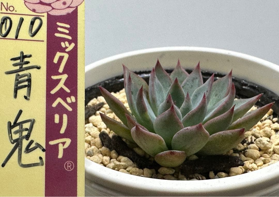 ❤️確認用❤️ミックスベリア❤️青鬼❤️抜き苗♪          ✨メルカリ便✨札なし