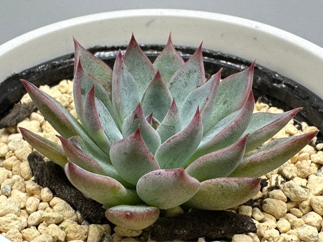 ❤️確認用❤️ミックスベリア❤️青鬼❤️抜き苗♪          ✨メルカリ便✨札なし