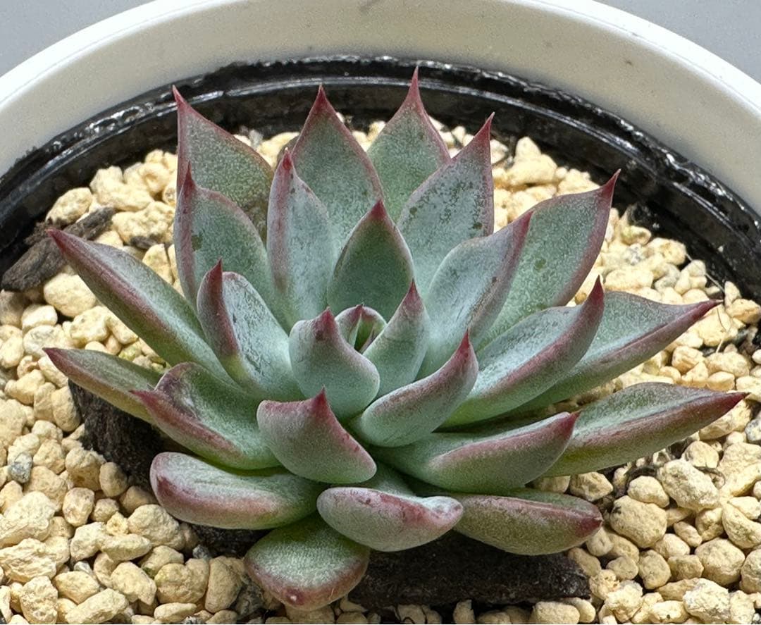 ❤️確認用❤️ミックスベリア❤️青鬼❤️抜き苗♪          ✨メルカリ便✨札なし