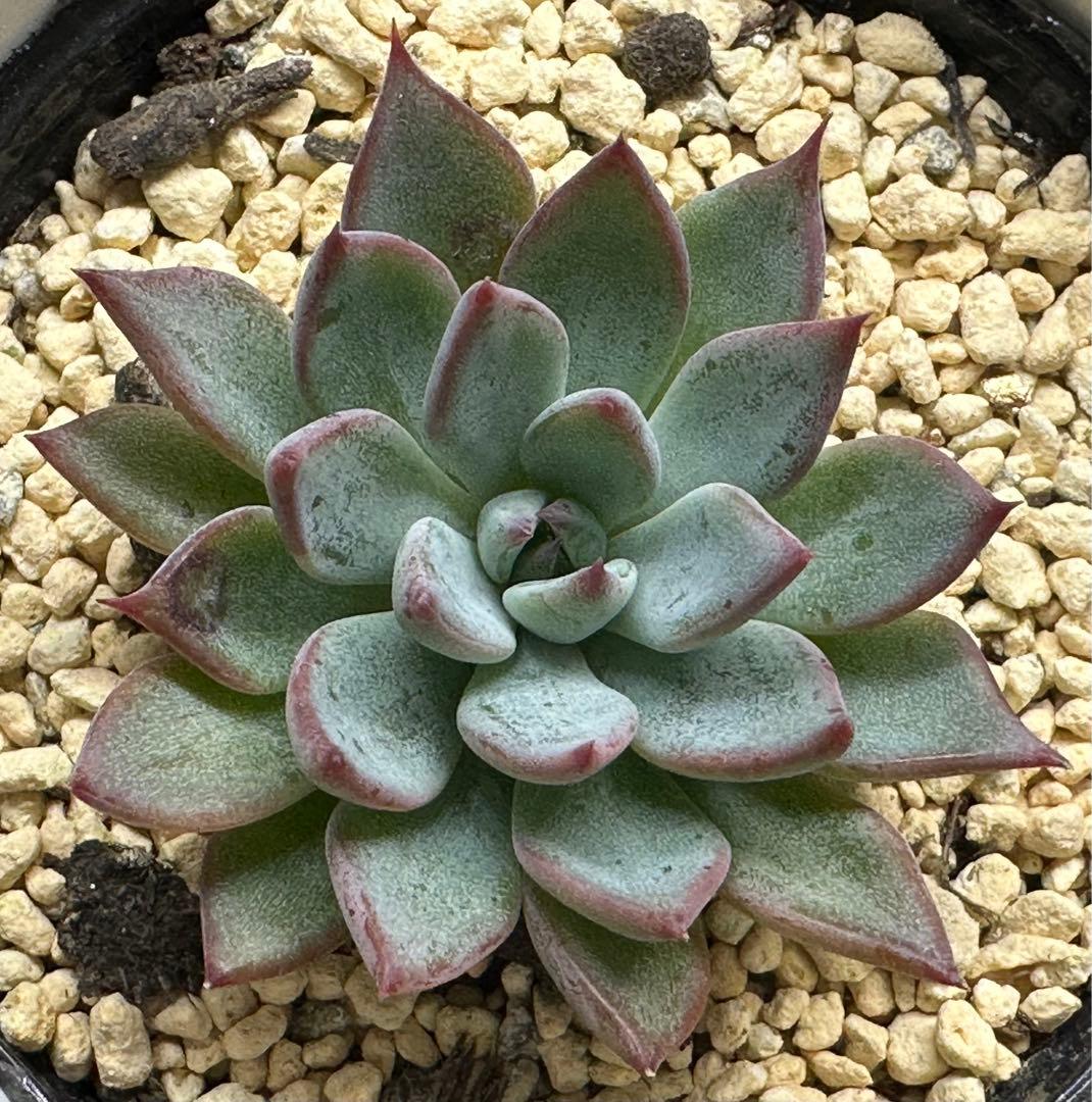 ❤️確認用❤️ミックスベリア❤️青鬼❤️抜き苗♪          ✨メルカリ便✨札なし