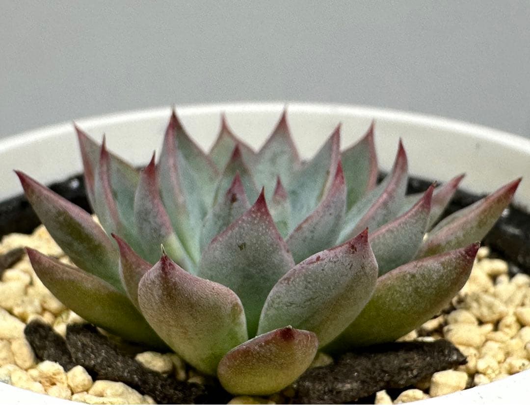 ❤️確認用❤️ミックスベリア❤️青鬼❤️抜き苗♪          ✨メルカリ便✨札なし