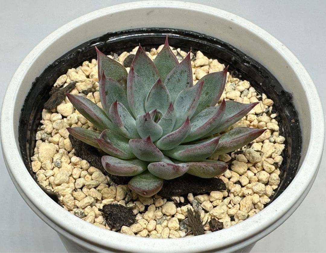 ❤️確認用❤️ミックスベリア❤️青鬼❤️抜き苗♪          ✨メルカリ便✨札なし