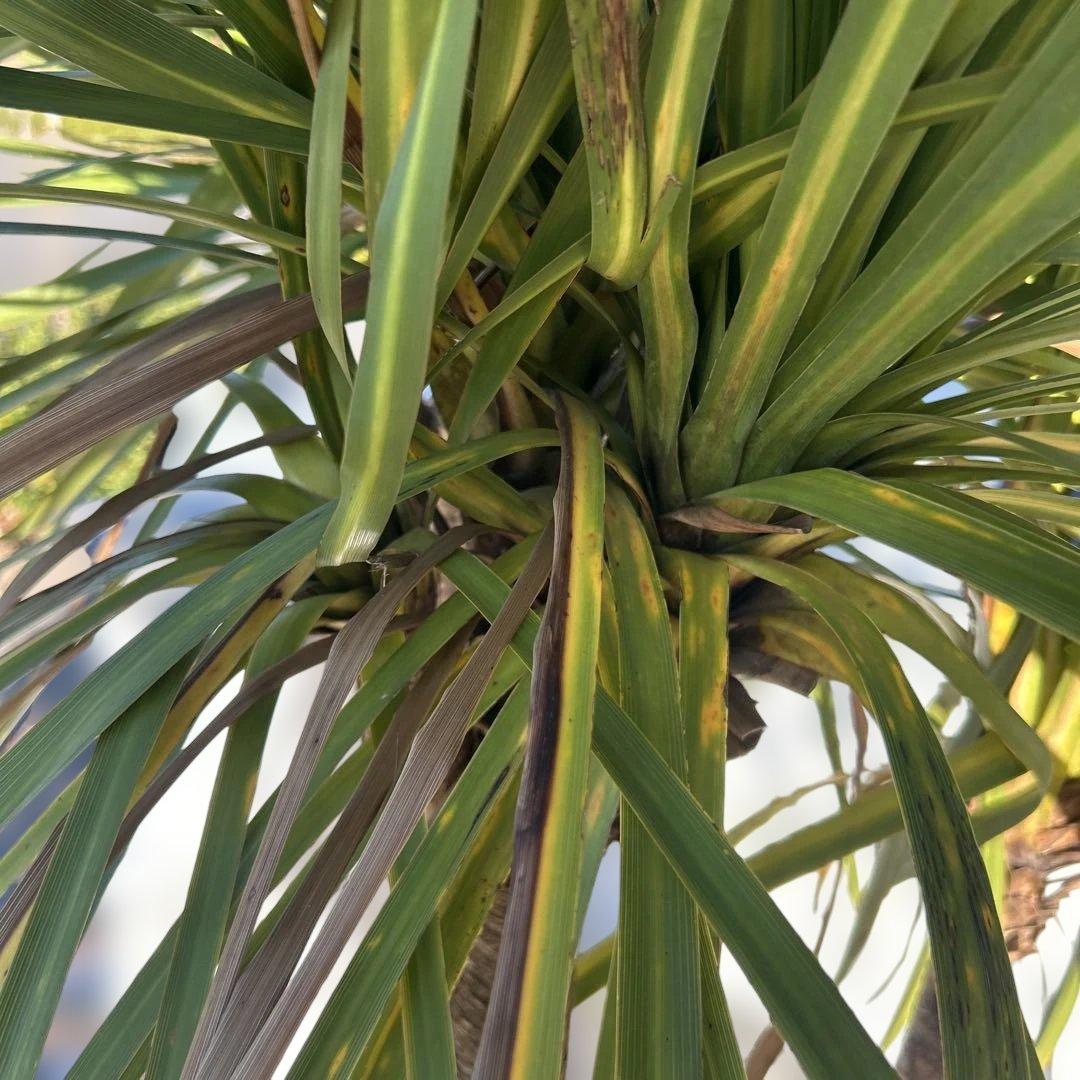 ニオイシュロラン　ドラセナ　引き取り限定　茨城県