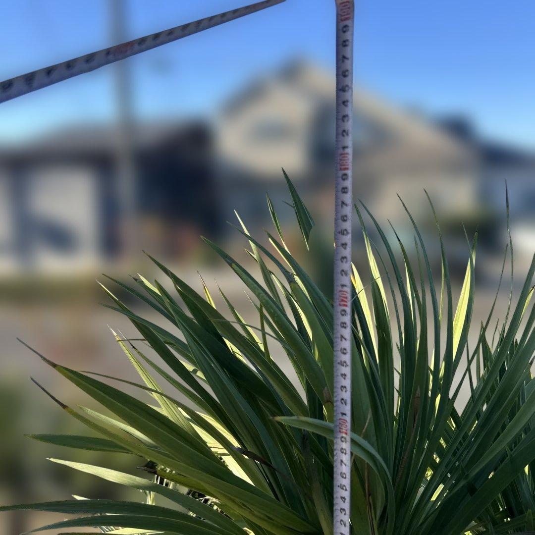 ニオイシュロラン　ドラセナ　引き取り限定　茨城県