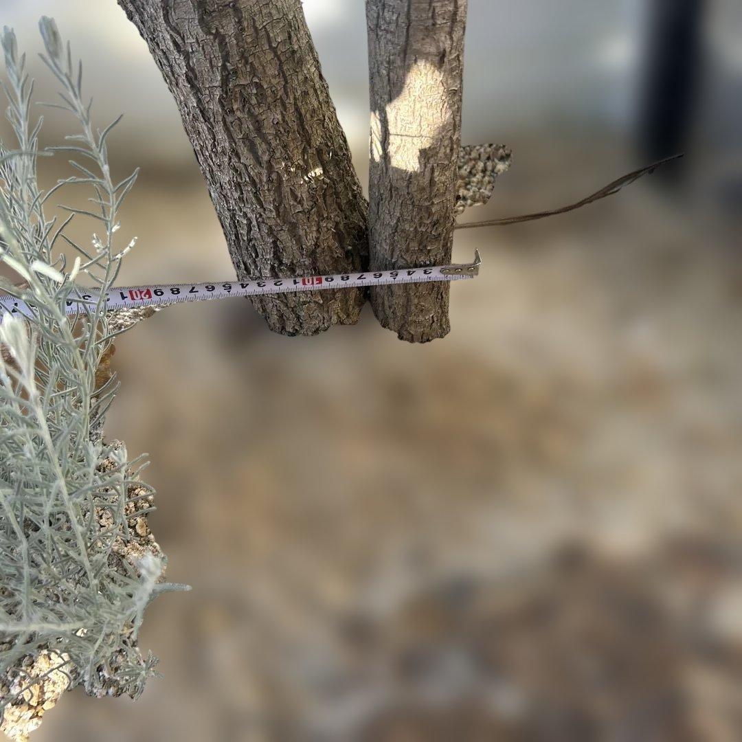 ニオイシュロラン　ドラセナ　引き取り限定　茨城県