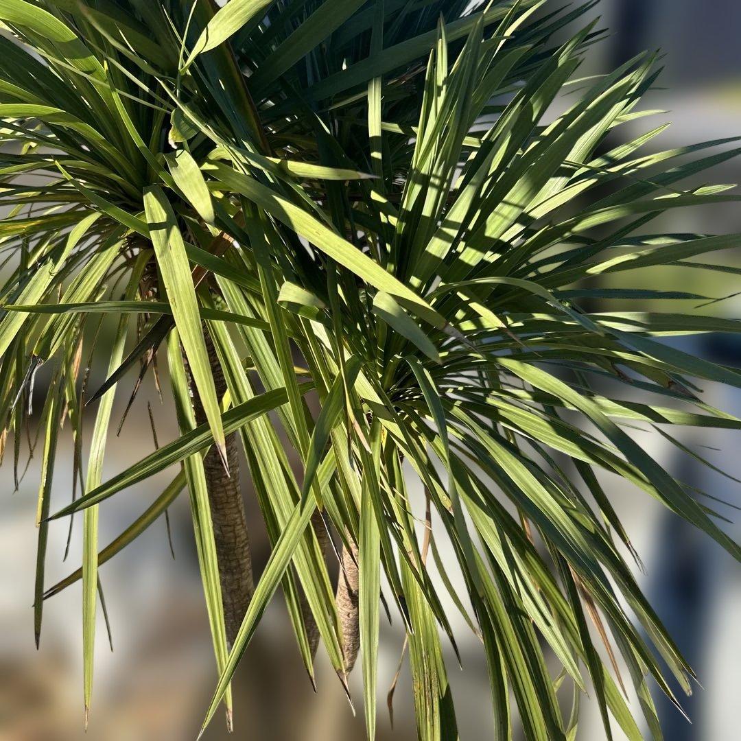 ニオイシュロラン　ドラセナ　引き取り限定　茨城県