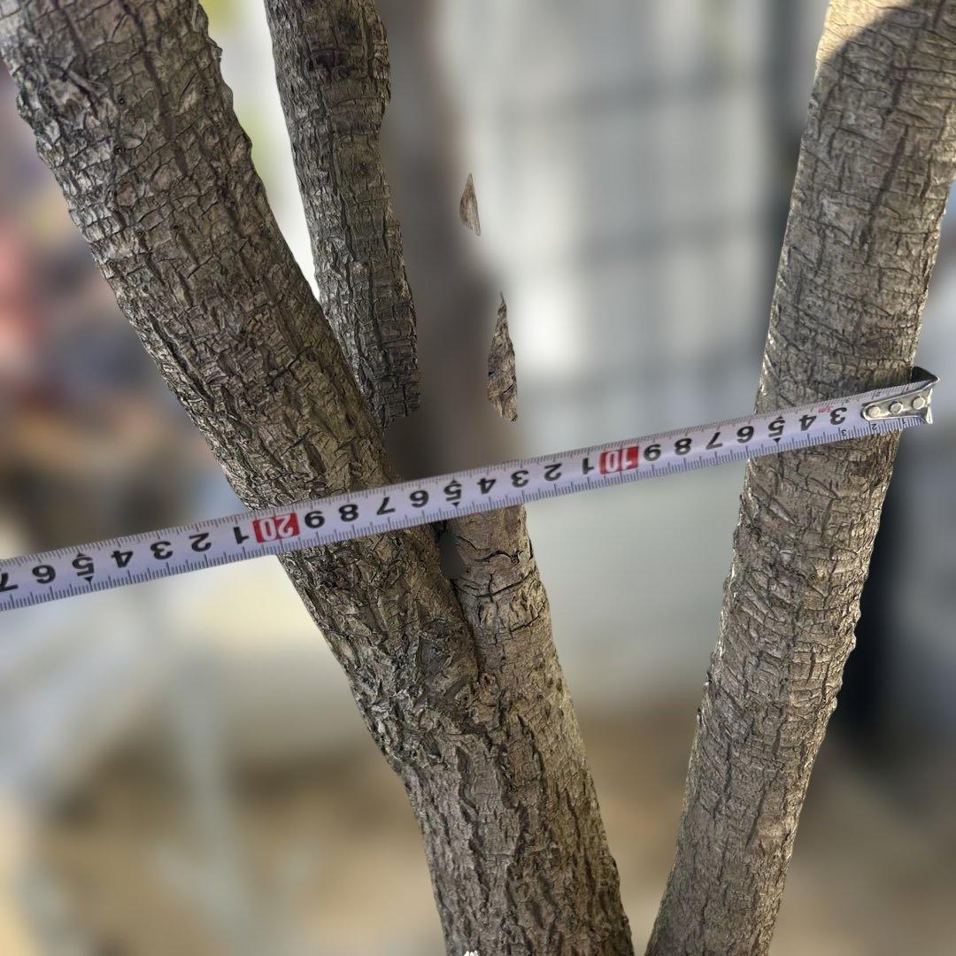 ニオイシュロラン　ドラセナ　引き取り限定　茨城県