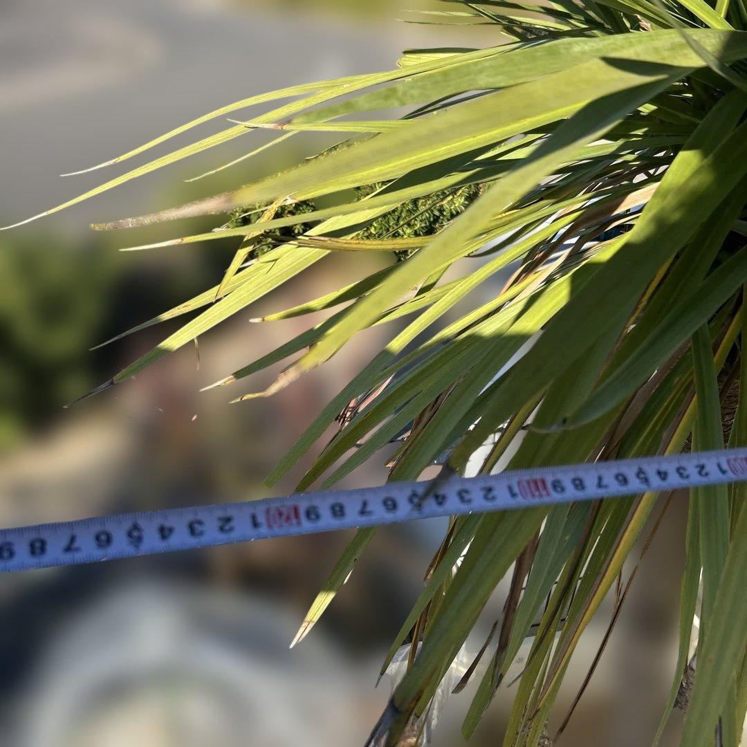 ニオイシュロラン　ドラセナ　引き取り限定　茨城県