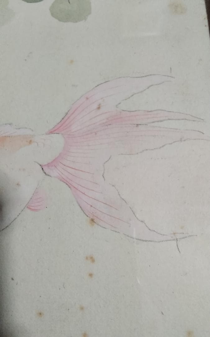 模写　作者不明　速水御舟　金魚　日本画巨匠最終値下げ