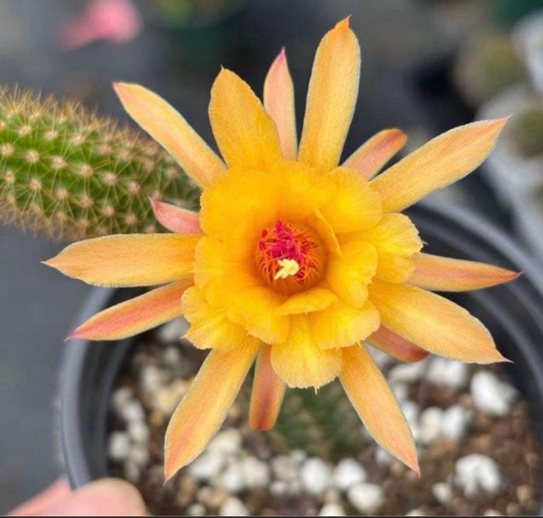 多肉植物　花サボテン　金紐シリーズ 黄水晶