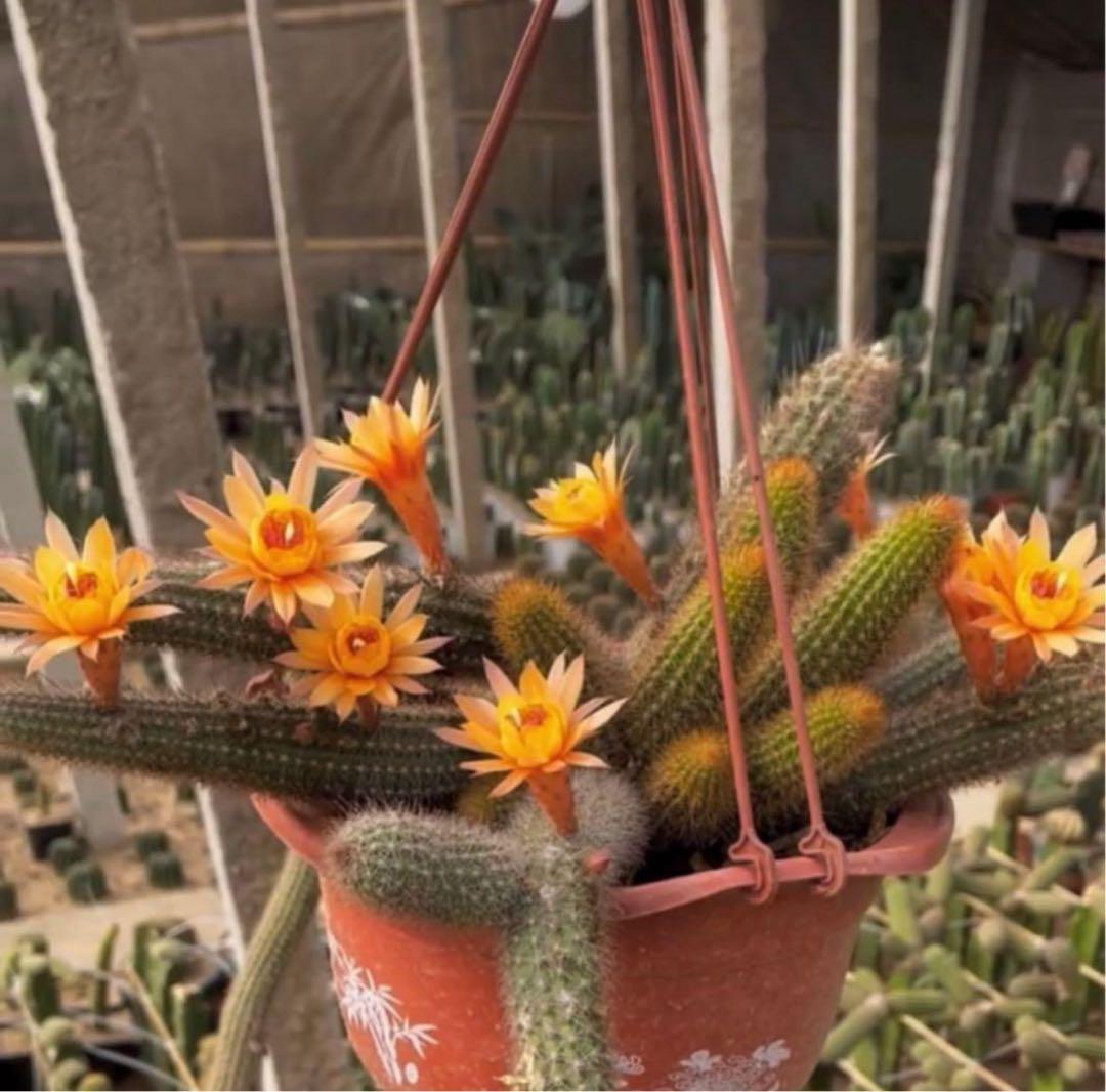 多肉植物　花サボテン　金紐シリーズ 黄水晶