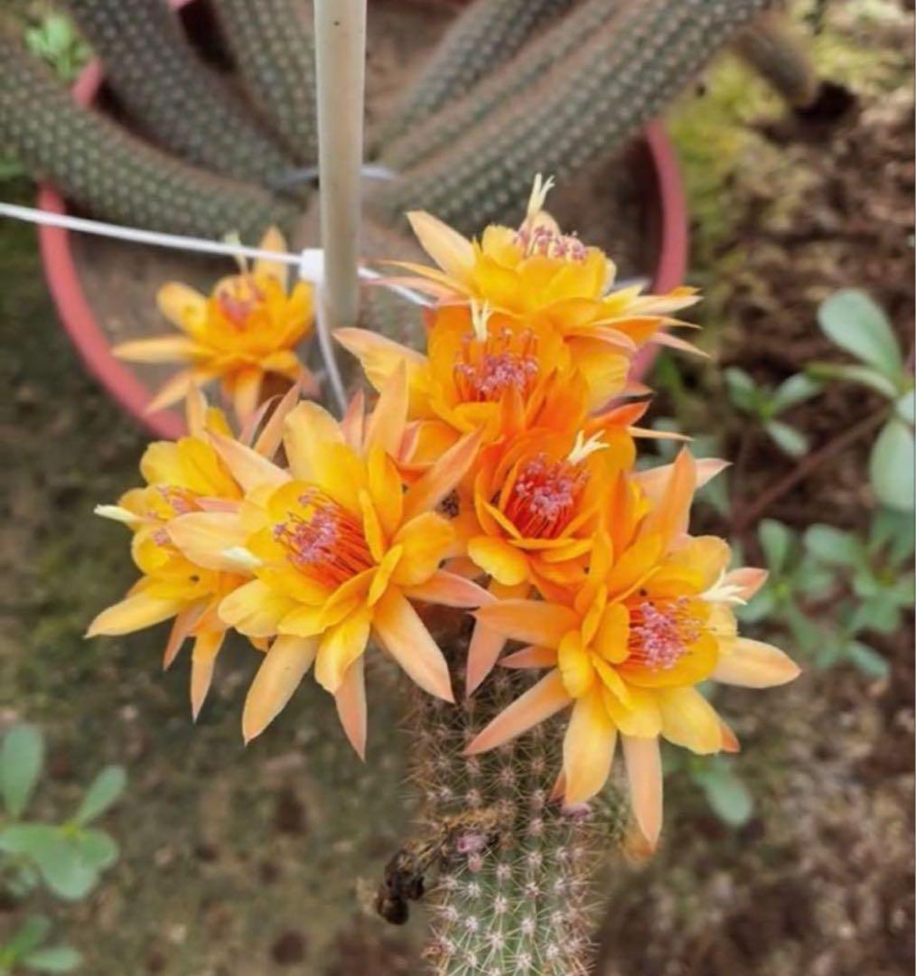 多肉植物　花サボテン　金紐シリーズ 黄水晶