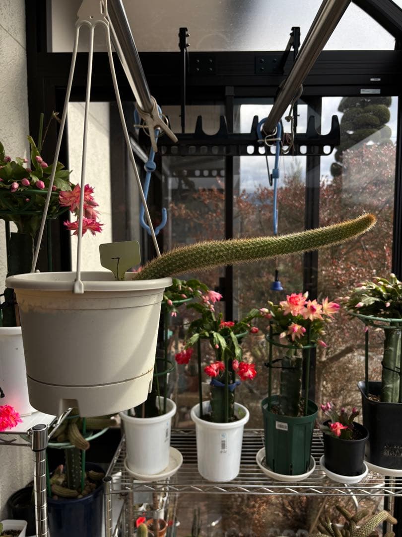 多肉植物　花サボテン　金紐シリーズ 黄水晶