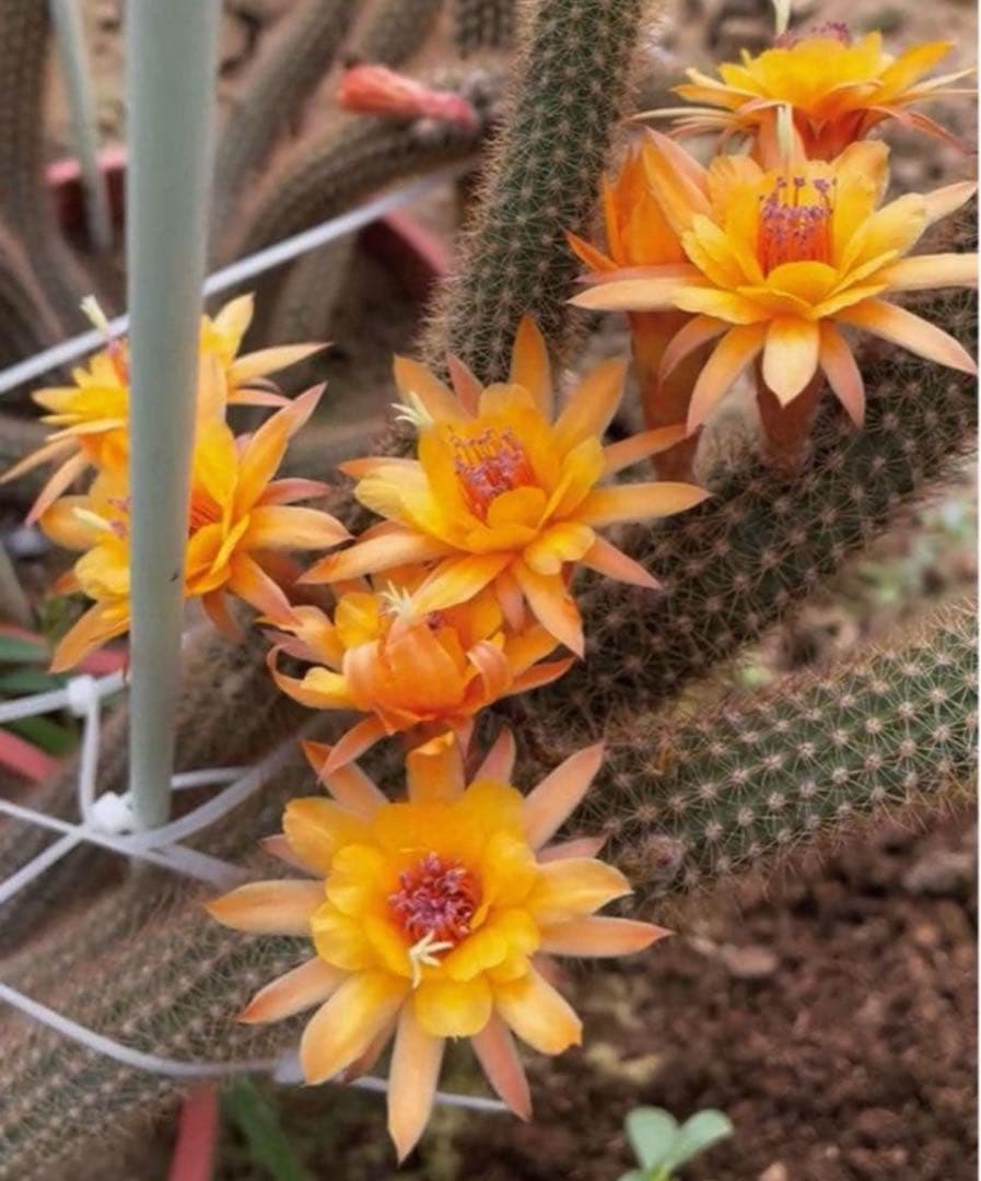 多肉植物　花サボテン　金紐シリーズ 黄水晶