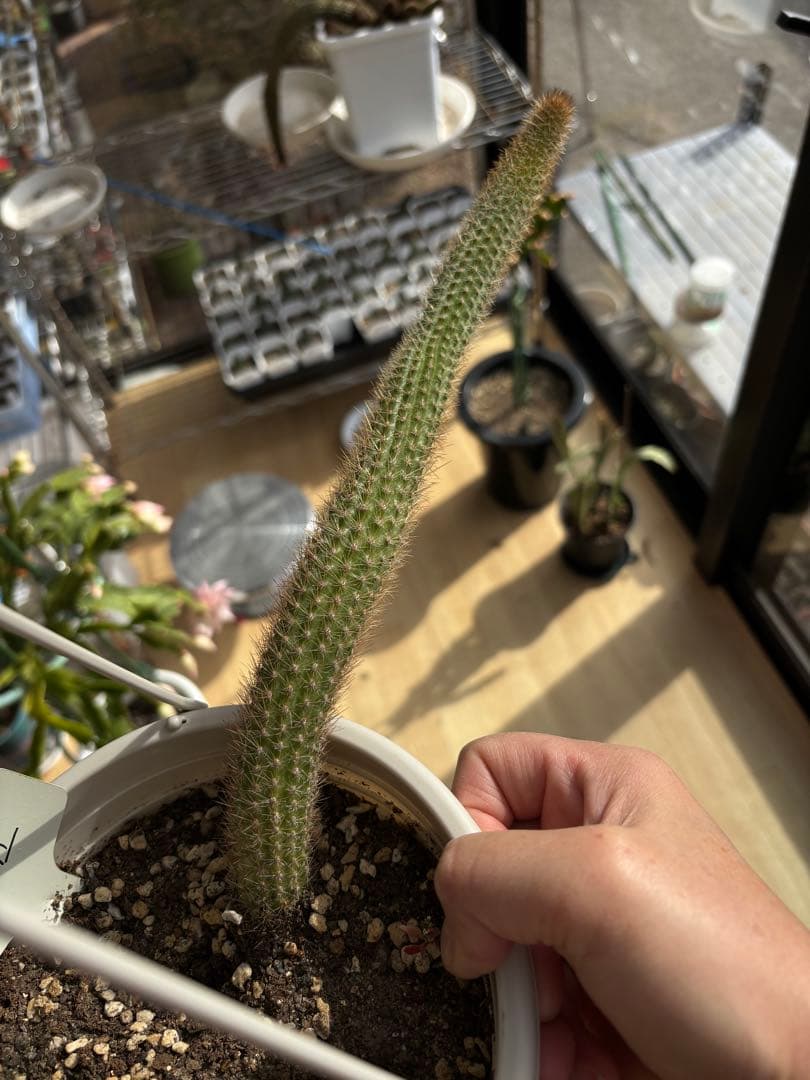 多肉植物　花サボテン　金紐シリーズ 黄水晶