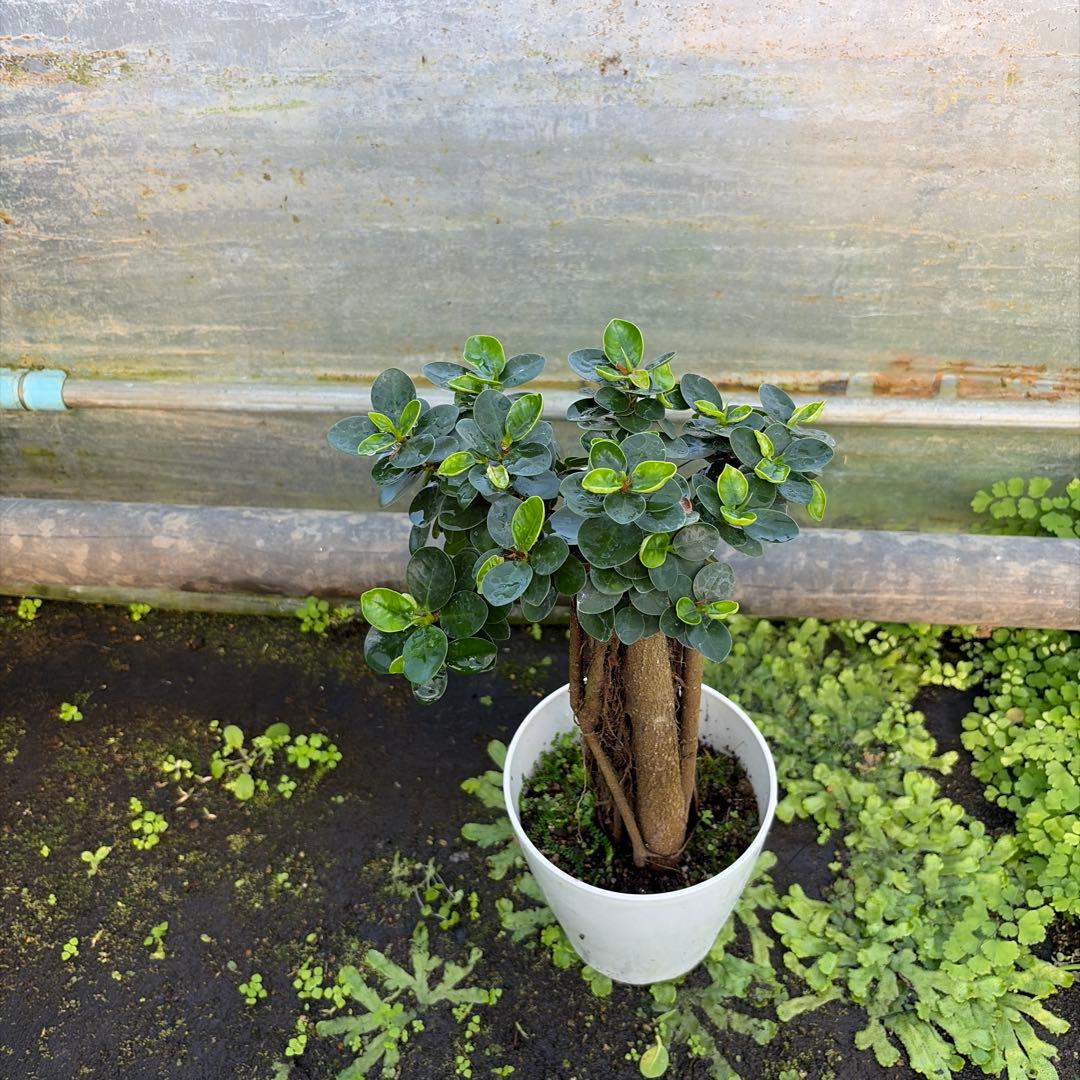 パンダガジュマル　コパンダ接木　5号