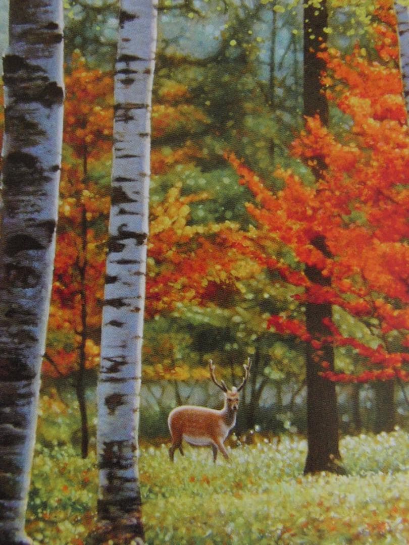 山地司、【鹿の住む森-7】、希少な額装用画集より、状態良好、新品額装付