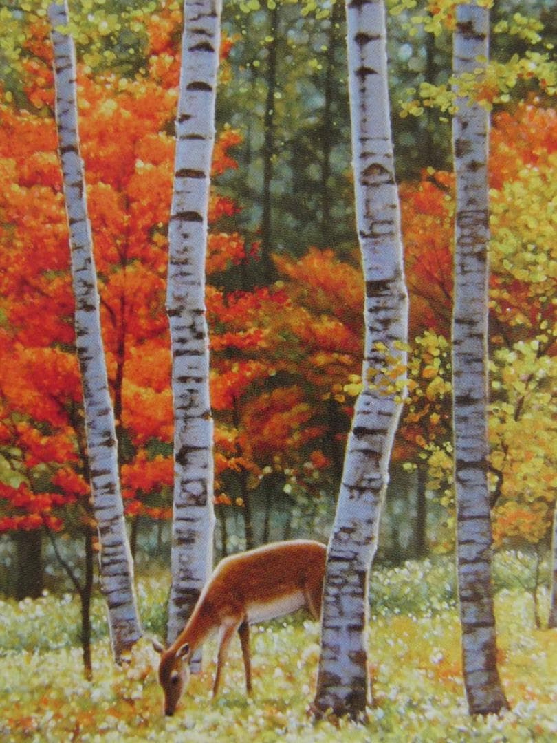 山地司、【鹿の住む森-7】、希少な額装用画集より、状態良好、新品額装付