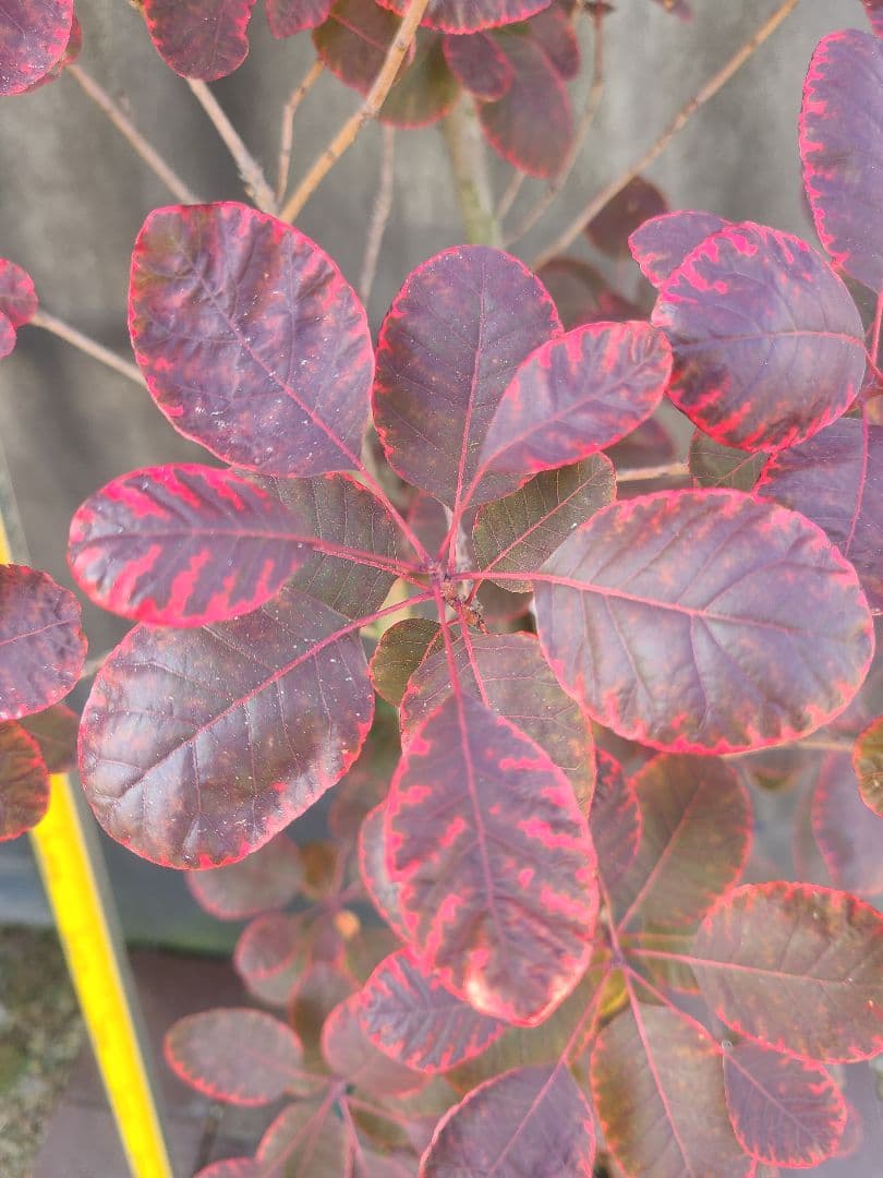 NO1スモークツリーロイヤルパープル接木高さ170cm