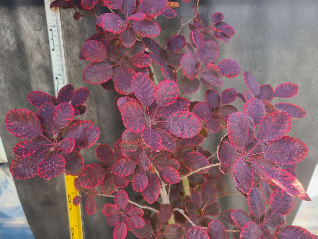 NO1スモークツリーロイヤルパープル接木高さ170cm