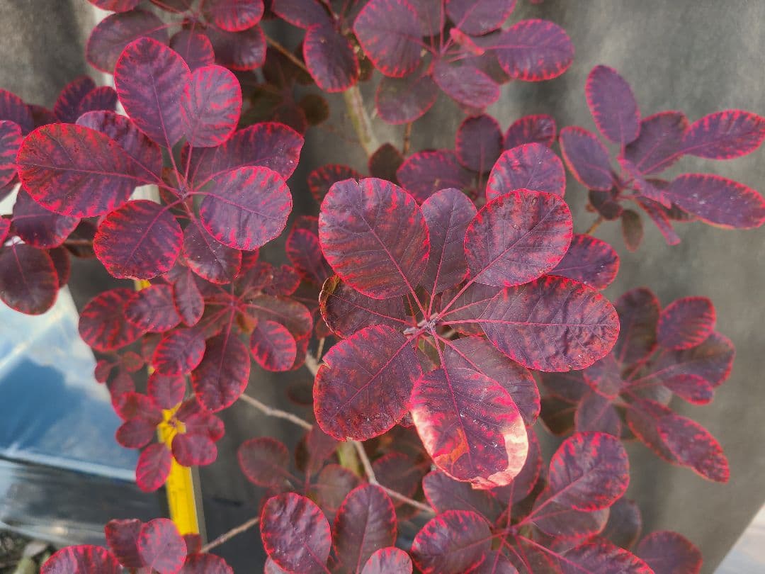 NO1スモークツリーロイヤルパープル接木高さ170cm