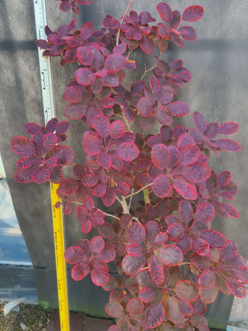 NO1スモークツリーロイヤルパープル接木高さ170cm