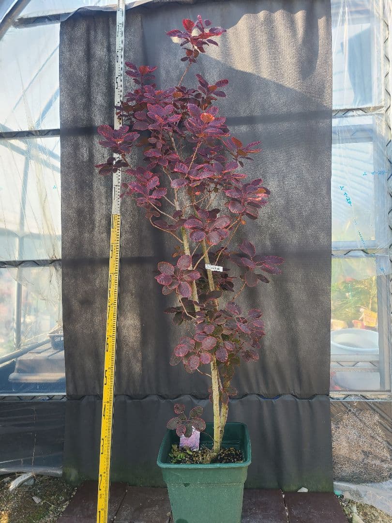 NO1スモークツリーロイヤルパープル接木高さ170cm