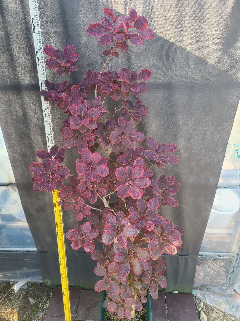 NO1スモークツリーロイヤルパープル接木高さ170cm